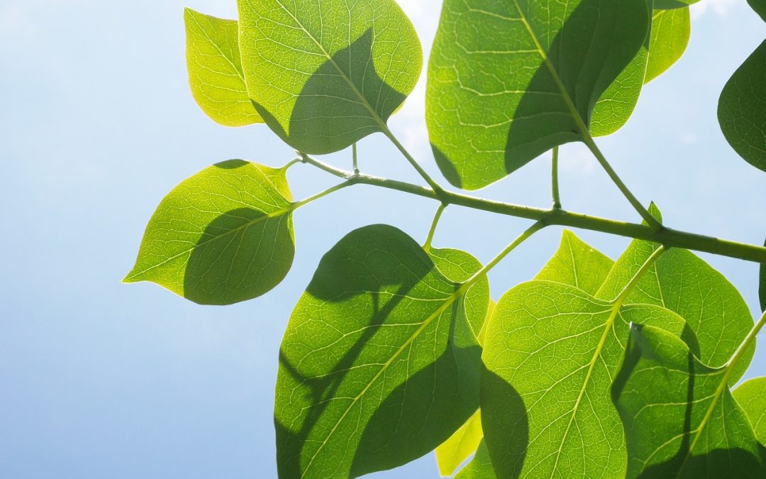 Anketa – Mišljenje stanovnika o zelenoj infrastrukturi Općine Štrigova